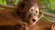 Thumbnail image for 'My Orangutan Update!'