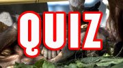 Thumbnail image for 'Orangutan Alert Quiz is go!'